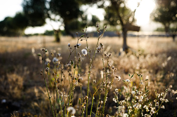 Feld im Sonnenschein