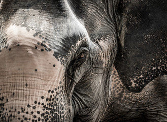 Portrait of elephant from Thailand