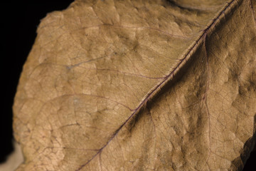 closeup dry leaf