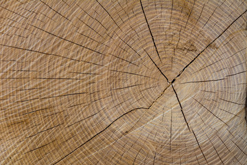 Fototapeta premium Przekrój drzewa w strukturze drewna