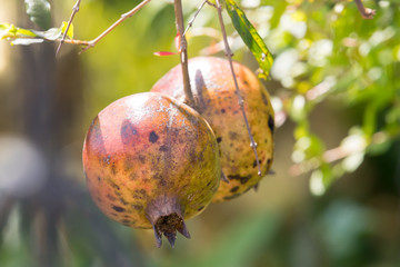 two wild pomegranate closeup in sunlight