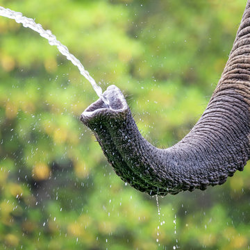 Elephat taking a drink