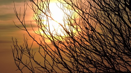 glaring sunset through brush stems