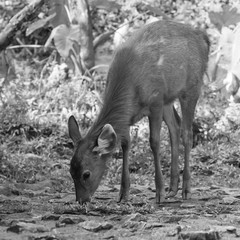 young deer - black and white