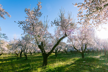 Blooming fruit trees in organic orchard