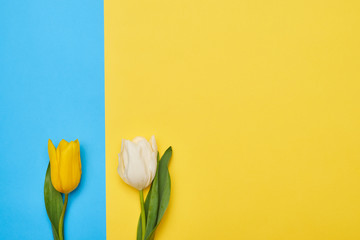 Top view of two tulips closely placed to each other over different flatlay