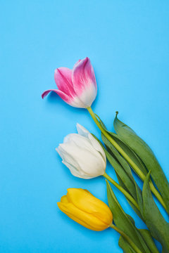 Three colorful spring tulips arranged on a blue flatlay