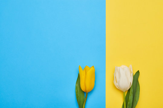 Couple of two different spring tulips isolated