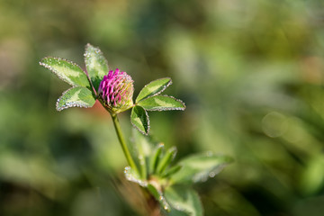 Flowering clover, trifolium pratense flower on the field