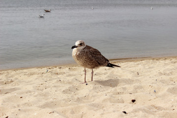 Seagull on the sand against the sea, the bird in the summer