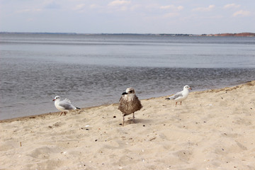 Seagull on the sand against the sea, the bird in the summer