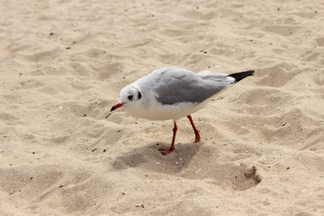 Seagull on the sand against the sea, the bird in the summer