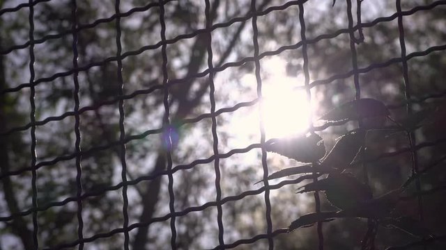 Sunshine coming through fence.
