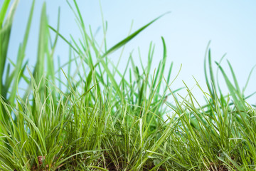 Sheets of lush grass on natural background
