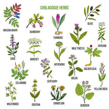 Cholagogue herbs. Hand drawn set