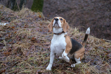 Beagle on a walk in the spring woods