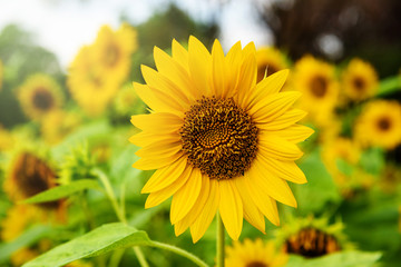 Sunflowers in the garden