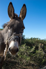 Domestic donkey