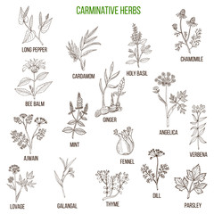 Carminative herbs. Hand drawn set