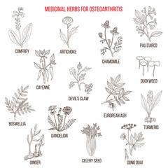 Best medicinal herbs for osteoarthritis