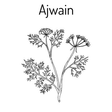 Ajwain trachyspermum ammi , or ajowan caraway, bishop weed, carom - spice herb