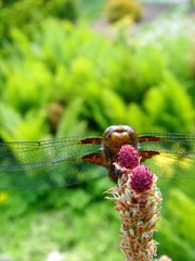 <Samsung NV3, Samsung VLUU NV3>