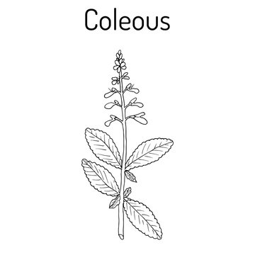 Indian coleus Plectranthus barbatus , or forskohlii. medicinal plant