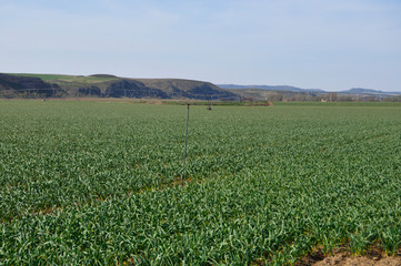 Agricultura, cultivo de cebollas
