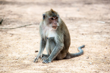 A monkey sit on the ground