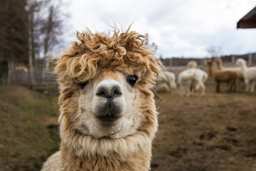 Obraz premium Alpaca portrait in a farm