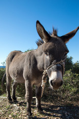 Fototapeta na wymiar Domestic donkey
