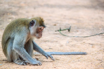 A monkey sit on the ground