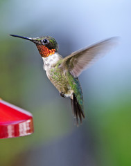 Fototapeta premium Ruby throat hummer