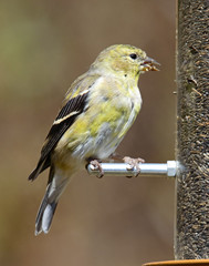 finch