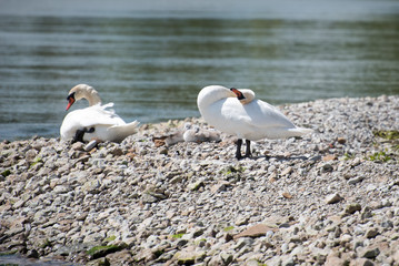 Swan family on the shore.