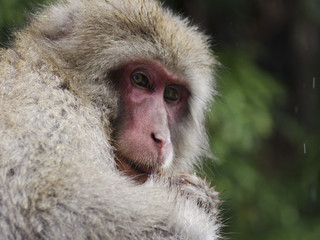 Snow monkeys at Yamanouchi, Japan