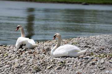 Swan family on the shore.