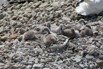 Swan family on the shore.