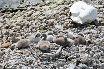Obraz premium Swan chicks on the shore.
