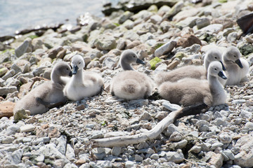 Swan chicks on the shore.