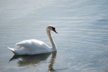 Swan on the shore.