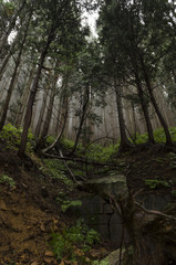 Misty Forest in Yamanouchi, Japan