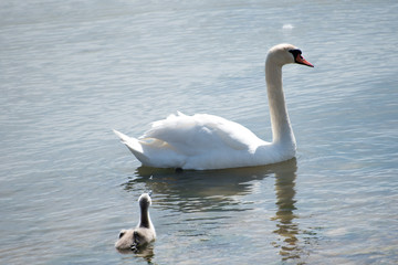 Fototapeta premium Swan family on the shore.