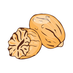 Nut meg seasoning isolated on white background hand drawn aromatic spice food and seasoning aniseed aroma condiment vector illustration.