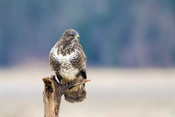 Mäusebussard auf Ansitzast