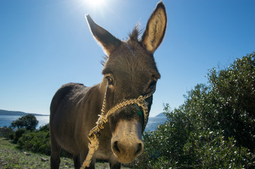 Domestic donkey