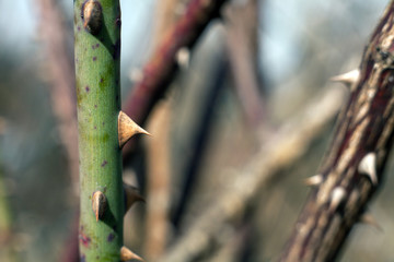 Spikes of wild rose. Prickly flower stalk.