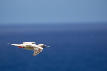 Rotfußtölpel (Sula sula) im Flug am Kilauea Point auf Kauai, Hawaii, USA.
