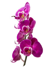 Fototapeta na wymiar pink Orchid isolated on white background
