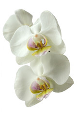 Plakat white Orchid isolated on white background
